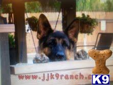German Shepherd Puppies in CA